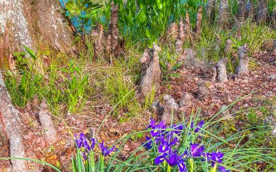 Cypress Gardens