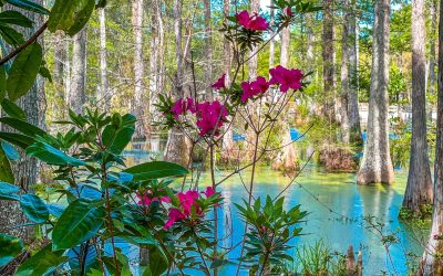 Cypress Gardens