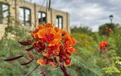 Hot-Wells-Bexar-County-5