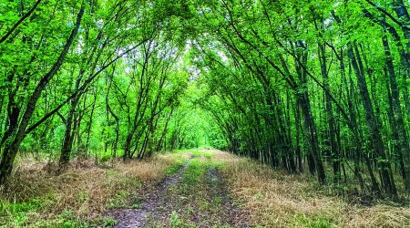 McDowell Creek Greenway